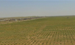 مقابله با بیابانزایـی، با توسعه جنگل‌های دست‌کاشت بیابانی