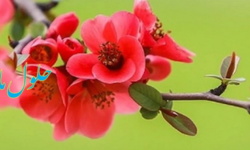 سامانه شفافیت سازمان منابع طبیعی و آبخیزداری کشور