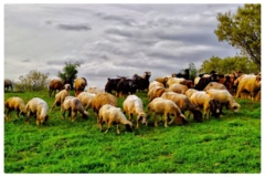 عکس‌های مرتع