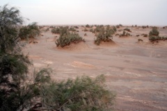 نهالکاری بیابانی، طنین زندگی در سکوت بیابان