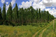 زراعت چوب (درخت بکاریم، چوب برداشت کنیم)