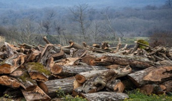 راه‌اندازی پایگاه هوشمند مقابله با قاچاق چوب در تنکابن در دست اقدام است