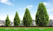 Sveaskog launch ARBOREAL HEIGHT – a New App for measuring the height of a tree and other parameters