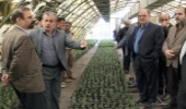 حدود دو ميليون اصله نهال شمشاد توليد شد 