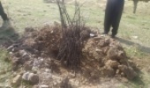 طرح توسعه جنگل در ۳۲ روستای بانه اجرا می‌شود