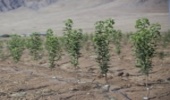 ۵۶۰ هزار اصله نهال در استان مرکزی کاشته میشود