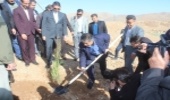 کاشت درخت در ۱۸۰۰ هکتار از عرصه های طبیعی استان مرکزی طی سال جاری