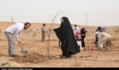۴۵۰ هزار اصله نهال در قم کاشته می‌شود‌