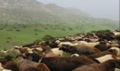 مراتع شهرستان ملاير تا 15 ارديبهشت ماه قابليت چَرای دام ندارند