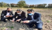 برداشت اولین گل زعفران در نهالستان بزرگ کرج 