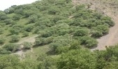 جنگل‌های زاگرسی در استان همدان احیا و غنی سازی می‌شوند 