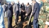 نهالکاری در راستای توسعه زراعت چوب در شهرستان چالوس