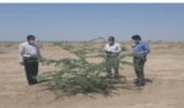 جنوب کرمان/لزوم مراقبت روزانه از پروژه های بیولوژیک برای مقابله با بیابان‌زایی و مهار ریزگردها