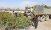 توزیع یک میلیون اصله نهال در استان مرکزی هدفگذاری شد