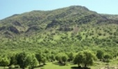 ۲۰ ذخیره‌گاه جنگلی جدید در کردستان شناسایی شد