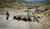 ۶۰گروه بازرسی منابع طبیعی در مسیرهای کوچ عشایر استان‌های زاگرس‌نشین مستقر شدند