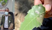کهگیلویه/ 40 درصد درختان بلوط درگیر آفت سفید برگ خوار/سپاه و بسیج به کمک می آید