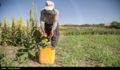 کشت آنغوزه به صورت پایلوت در چهارمحال و بختیاری کشت میشود