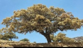 کهگیلویه/اختصاص 240 میلیارد تومان برای حفاظت از جنگلهای بلوط