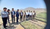 تقدیر نماینده مجلس از تولید نهال گونه بومی در جنوب کرمان