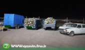 قزوین/ توقیف دو دستگاه خودرو حامل چوب آلات غیرمجاز