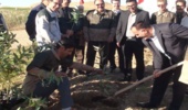 کرمانشاه/ نهالکاری 100هکتار از اراضی منابع ملی روستا‌های قصرشیرین