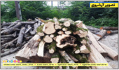 مازندران - ساری/ کشف و ضبط چوب آلات قاچاق جنگلی در شهرستان قائمشهر