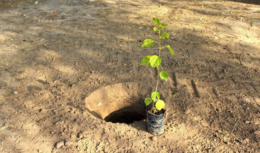 مازندران سبز می‌شود؛ کاشت نهال در سواحل استان