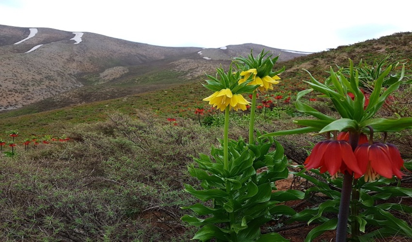 تدوین بیش از  2.2 میلیون هکتار طرح مرتعداری در ۹ ماهه امسال/ 50 هزار هکتار رویشگاه گیاهان دارویی در مراتع احیا شد