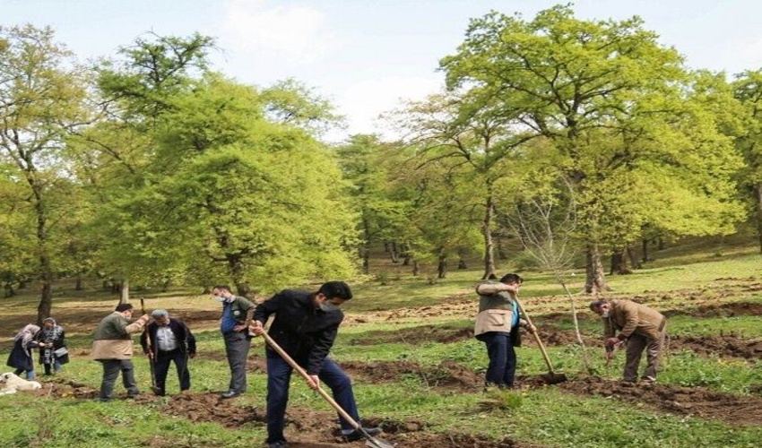 398 هزار اصله نهال تا پایان اسفند توزیع می شود