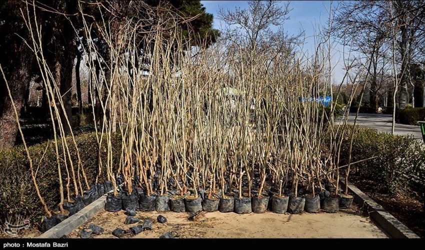 توزیع یک‌میلیون و 700 هزار اصله نهال در استان مرکزی آغاز شد