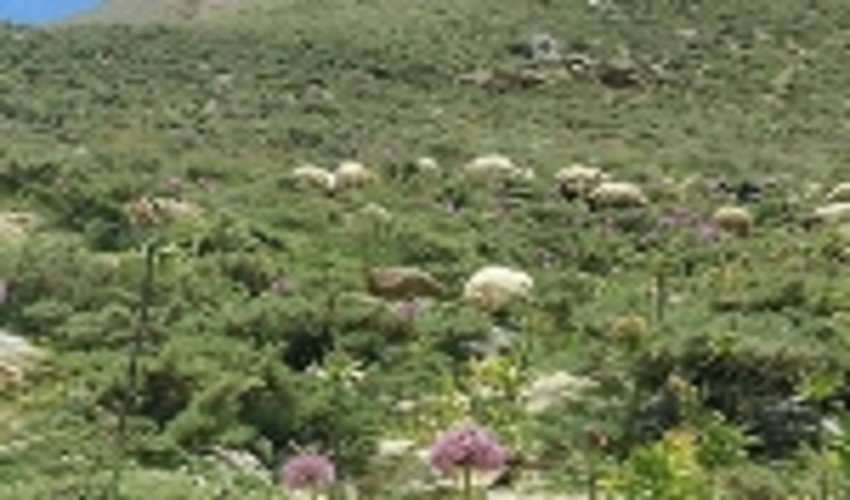 گون؛ گونه ای برای جلوگیری از فرسایش خاک در شیب ها