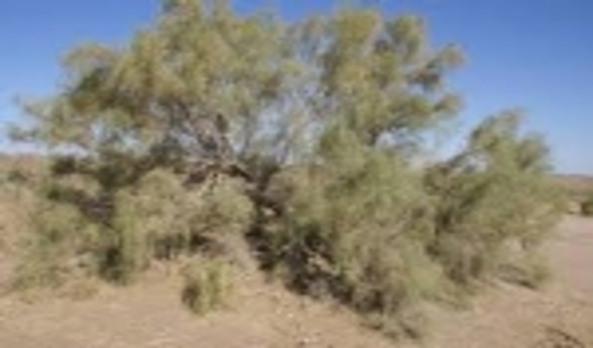 قاچاق تاغزارها، مشکل در نظارت یا قوانین