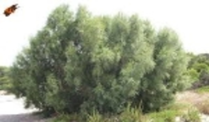 طرح گزکاری در سطح بیش از دو هزار هکتار از اراضی بیابانی فارس اجرا شد