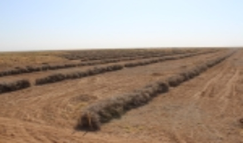 83هکتار بادشکن غیرزنده در کویرمیقان اراک اجرا شد