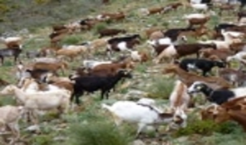 Wildfire prevention: a reason for promoting pastoralism in Spain