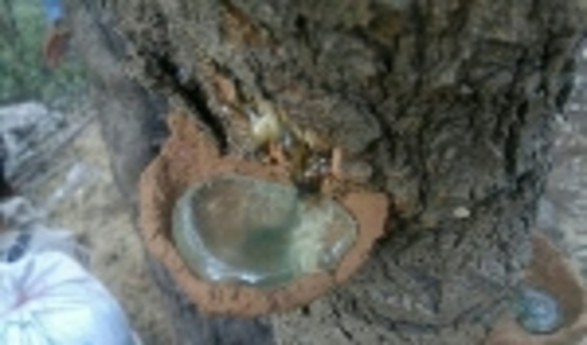 برداشت 20 تن سقز از جنگل های ملکشاهی