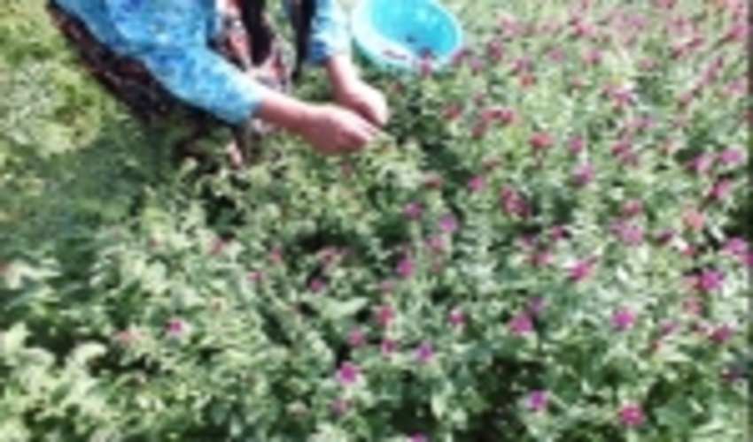 برداشت 22 تن گیاه دارویی علف گاو زبان از مراتع گرمسیری پلدختر