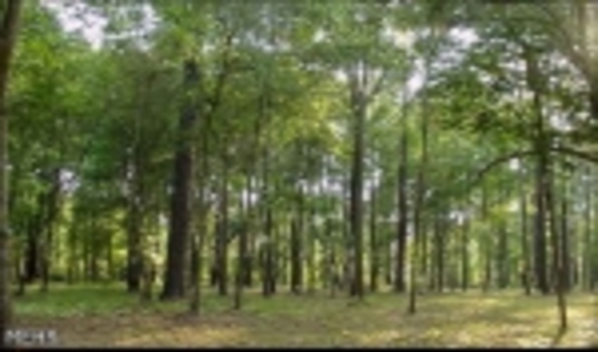 توسعه زراعت چوب و اجرای طرح کاداستر اولویت منابع طبیعی در گیلان