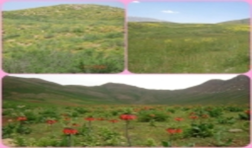 بیمه شدن بیش از 20 هزار هکتار از مراتع لرستان