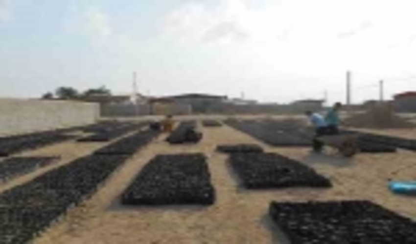 تولید 55 هزار اصله نهال در راستای اصلاح و احیای مراتع آق قلا