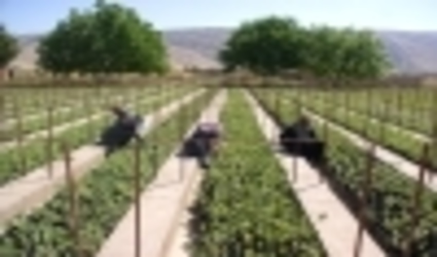 بیش از 6 میلیون اصله نهال در منابع طبیعی استان ایلام تولید می شود