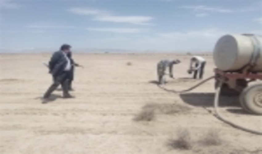 عملیات نهال کاری در 55 هکتار از اراضی بیابانی شاهرود انجام شد