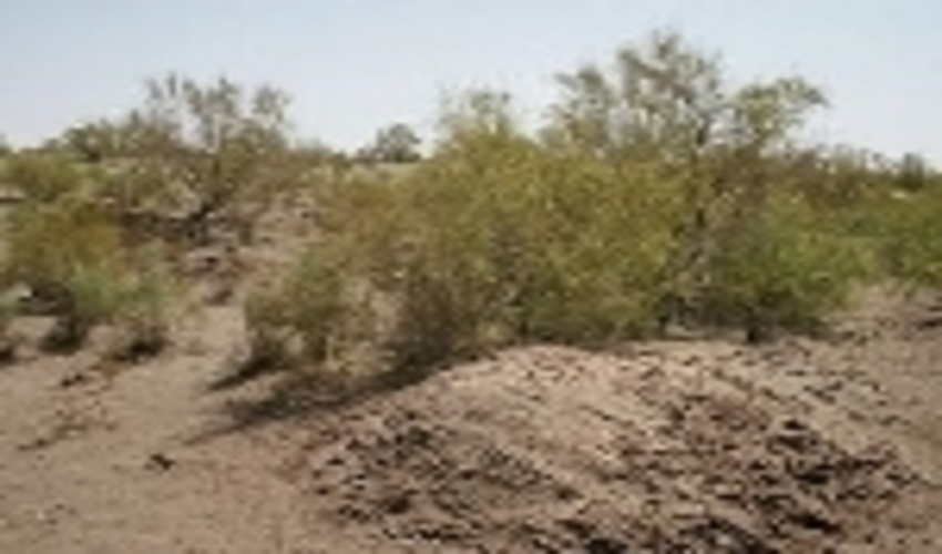 10هزار هکتار از اراضی بیابانی جنوب پایتخت زیر پوشش عملیات بیابان زدائی قرار می گیرد