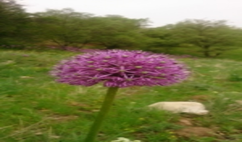 600هکتار از اراضی ملی الیگودرز به کشت گیاهان دارویی اختصاص می‌یابد