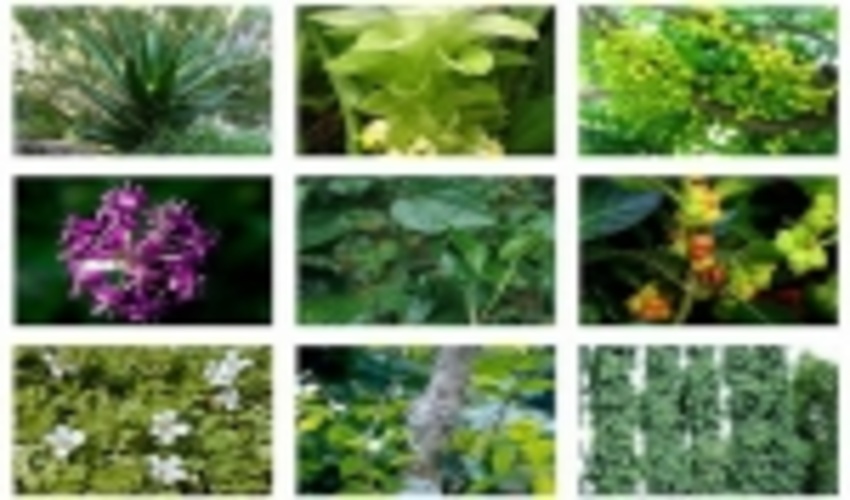 سند راهبردی فرآوری گیاهان دارویی امسال تکمیل می شود