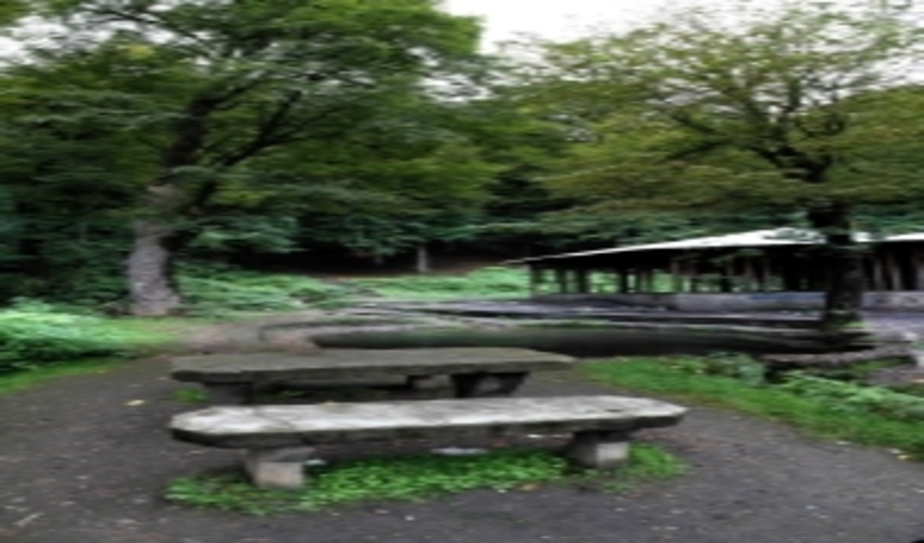 شمال کشور نیازمند سه هزار هکتار پارک جنگلی جدید است