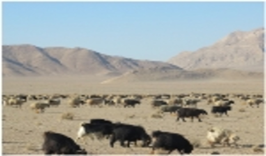 آغاز فصل چرای دام در مراتع قشلاقی شهرستان اصفهان