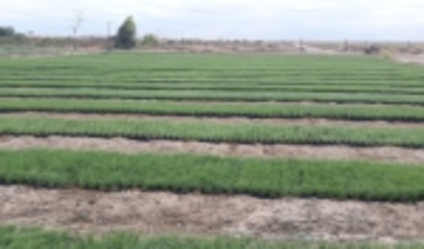 مراتع بیابانی گلستان احیا می شود