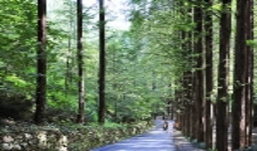 Asia-Pacific Forestry Week 2019: Forests for Peace and Well-being 